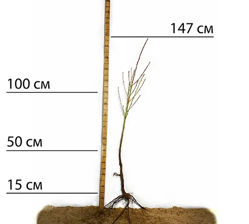 Саженцы персика Кардинал - 1 год - фото № 2