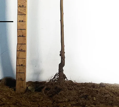 Саженцы персика Кардинал - 1 год - фото № 3