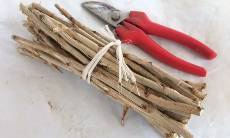 Живцы фундука для окулировки: два размера - фото № 1