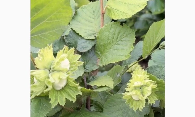 Саженцы элитного фундука с отличным урожаем и крупными плодами - фото № 1