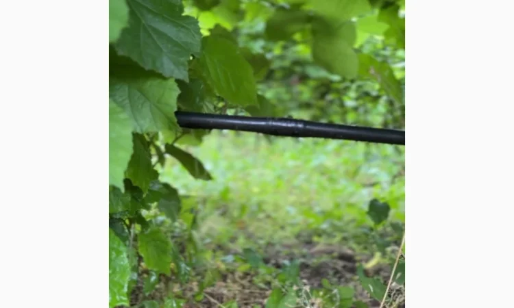 Саженцы элитного фундука с отличным урожаем и крупными плодами - фото № 2