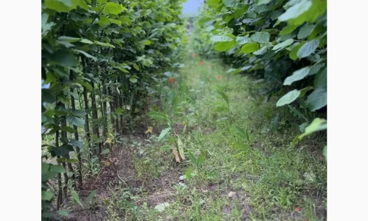 Саженцы элитного фундука с отличным урожаем и крупными плодами - фото № 3