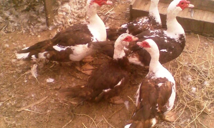 Инкубационное яйцо индоуток - фото № 1