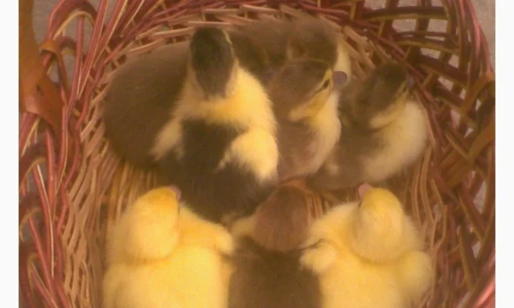 Инкубационное яйцо индоуток - фото № 2