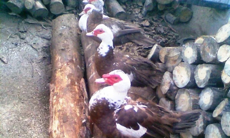 Инкубационное яйцо индоуток - фото № 3