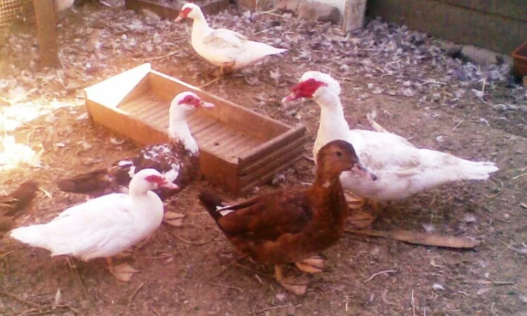 Инкубационное яйцо индоуток - фото № 4