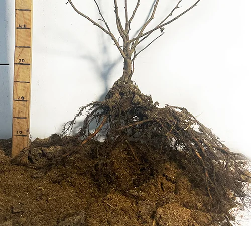 Саженцы фундука Барселонский (сеянец) - 2 года - фото № 3