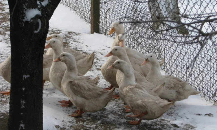 Инкубационное яйцо пекинской утки - фото № 1