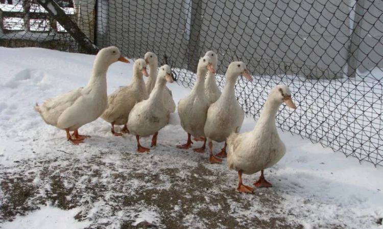 Инкубационное яйцо пекинской утки - фото № 2