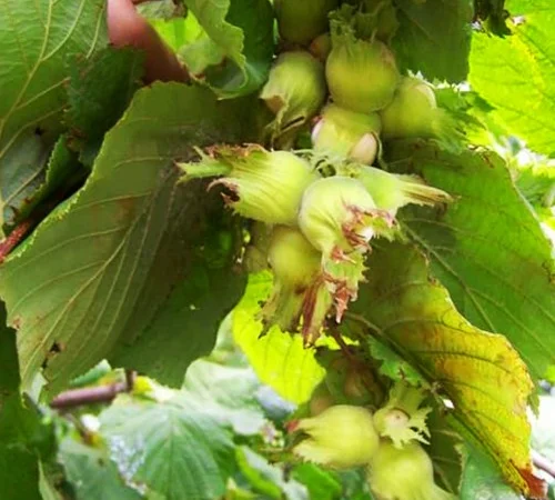 Саженцы фундука Боровский (сеянец) - 2-летний - фото № 1