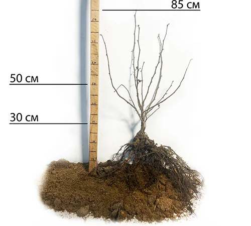 Саженцы фундука Боровский (сеянец) - 2-летний - фото № 2