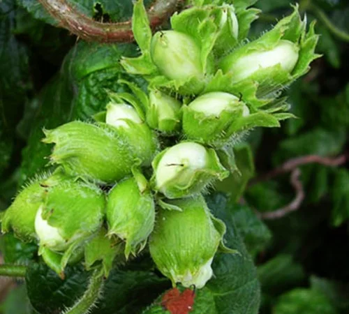 Саженцы фундука Вебба Ценный - 2 года - фото № 1