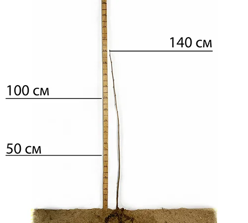 Саженцы фундука Вебба Ценный - 2 года - фото № 2