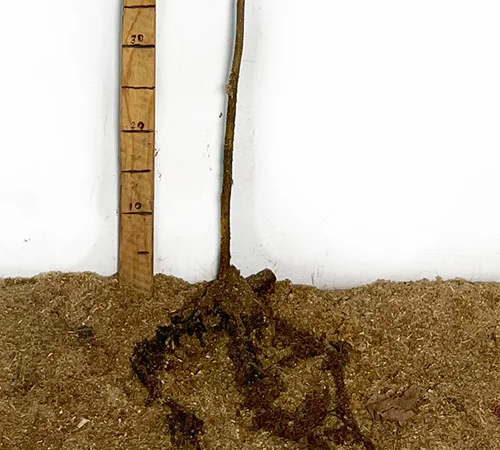 Саженцы фундука Вебба Ценный - 2 года - фото № 3