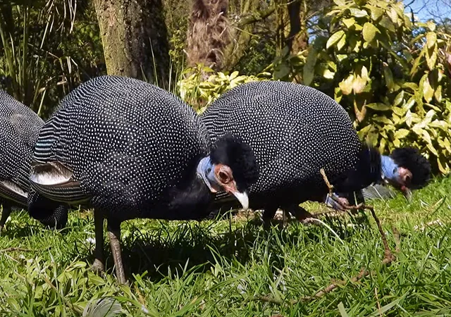 Інкубаційне яйце Цесарка Хохлата - фото № 1