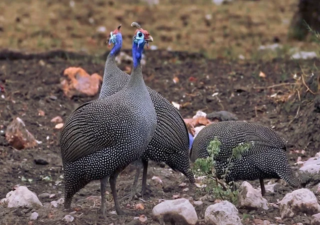 Інкубаційне яйце Цесарка Хохлата - фото № 10