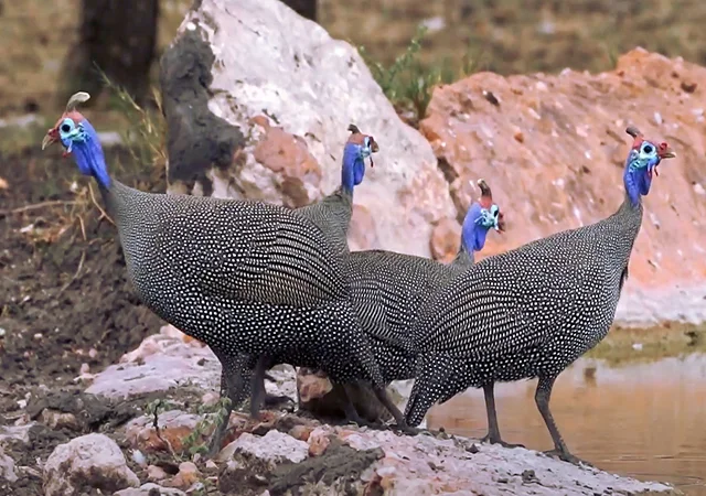 Інкубаційне яйце Цесарка Хохлата - фото № 11