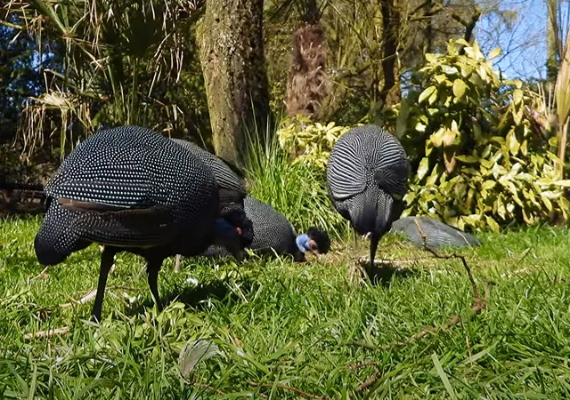 Інкубаційне яйце Цесарка Хохлата - фото № 12