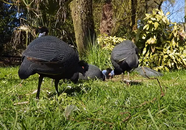 Інкубаційне яйце Цесарка Хохлата - фото № 13