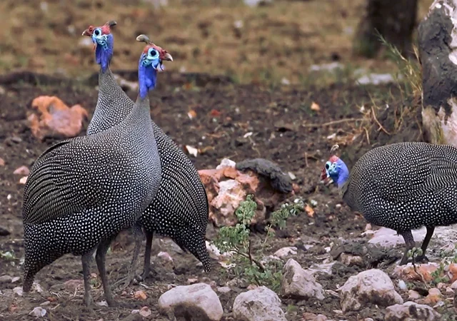 Інкубаційне яйце Цесарка Хохлата - фото № 2