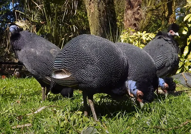 Інкубаційне яйце Цесарка Хохлата - фото № 3