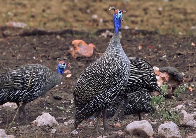 Інкубаційне яйце Цесарка Хохлата - фото № 4