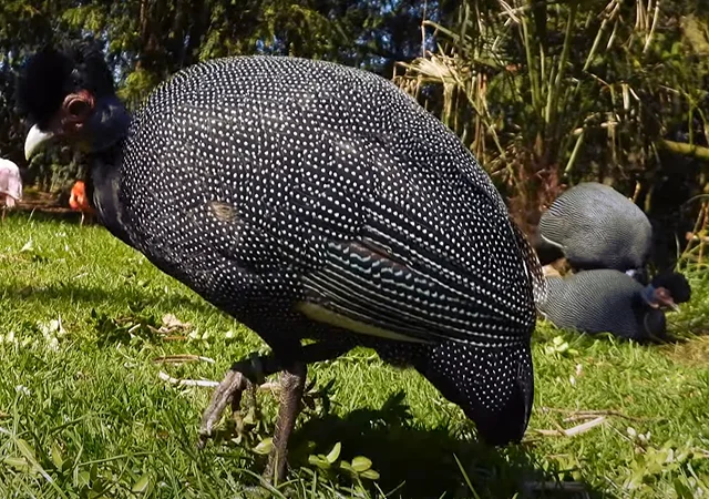 Інкубаційне яйце Цесарка Хохлата - фото № 5