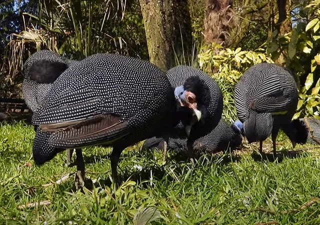 Інкубаційне яйце Цесарка Хохлата - фото № 6