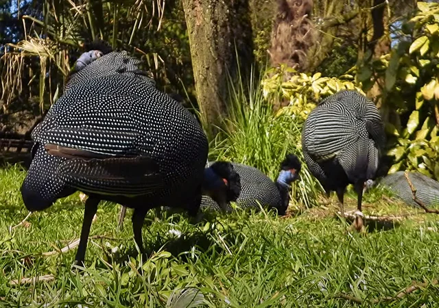 Інкубаційне яйце Цесарка Хохлата - фото № 7