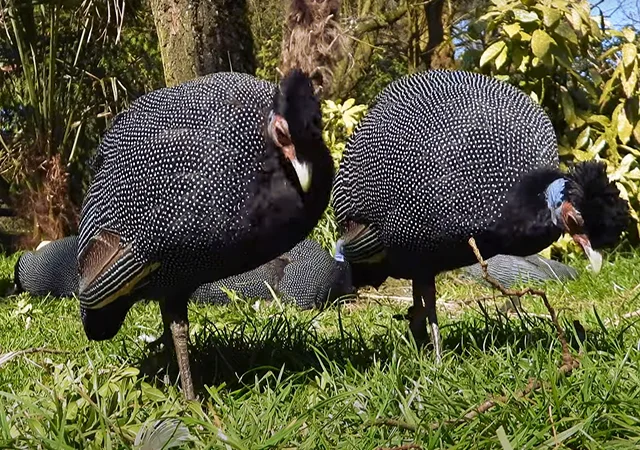 Інкубаційне яйце Цесарка Хохлата - фото № 9