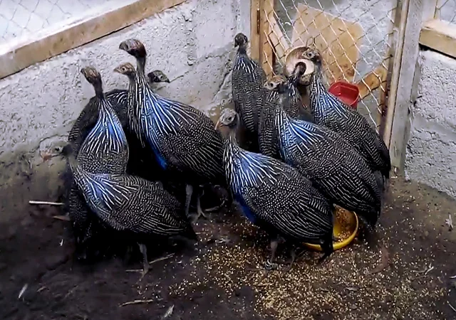 Інкубаційне яйце Цесарка Грифова. Пропоную молодняк цесарок - фото № 1