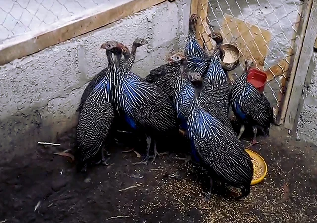 Інкубаційне яйце Цесарка Грифова. Пропоную молодняк цесарок - фото № 10