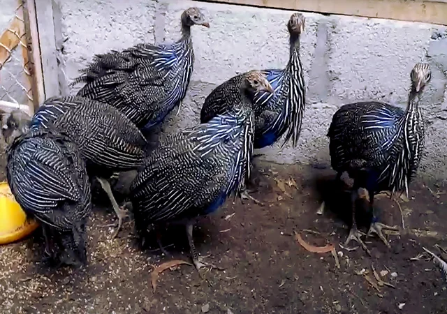 Інкубаційне яйце Цесарка Грифова. Пропоную молодняк цесарок - фото № 2