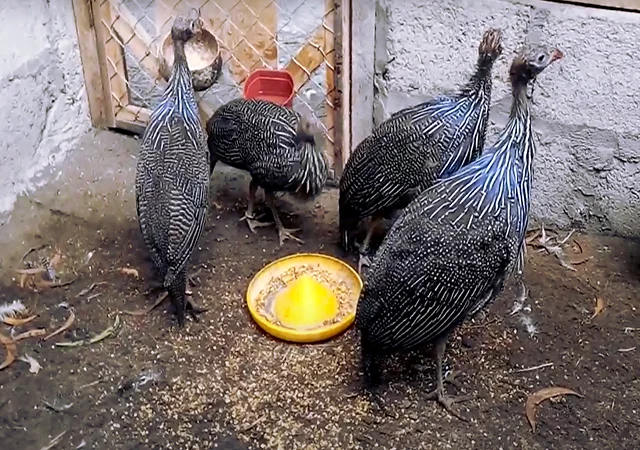 Інкубаційне яйце Цесарка Грифова. Пропоную молодняк цесарок - фото № 3