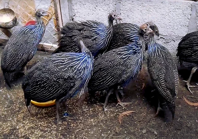 Інкубаційне яйце Цесарка Грифова. Пропоную молодняк цесарок - фото № 4