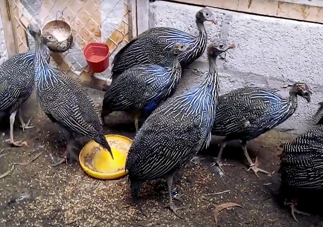 Інкубаційне яйце Цесарка Грифова. Пропоную молодняк цесарок - фото № 5