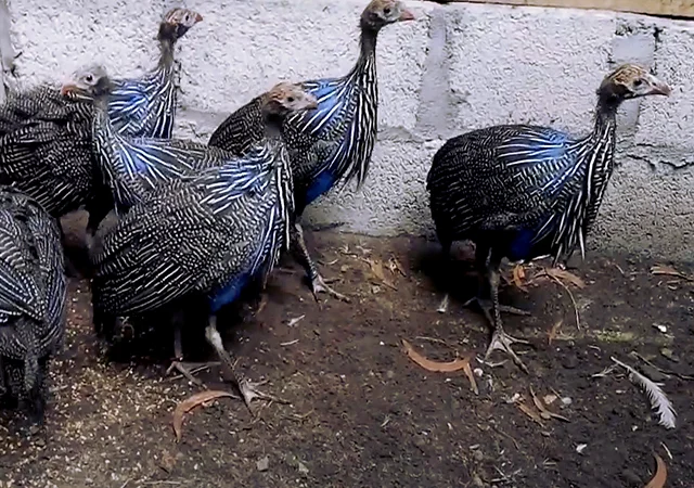 Інкубаційне яйце Цесарка Грифова. Пропоную молодняк цесарок - фото № 6