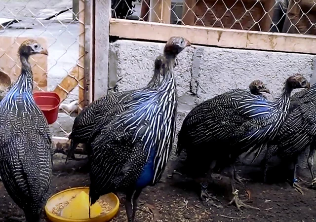 Інкубаційне яйце Цесарка Грифова. Пропоную молодняк цесарок - фото № 7