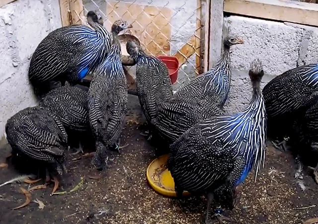 Інкубаційне яйце Цесарка Грифова. Пропоную молодняк цесарок - фото № 9