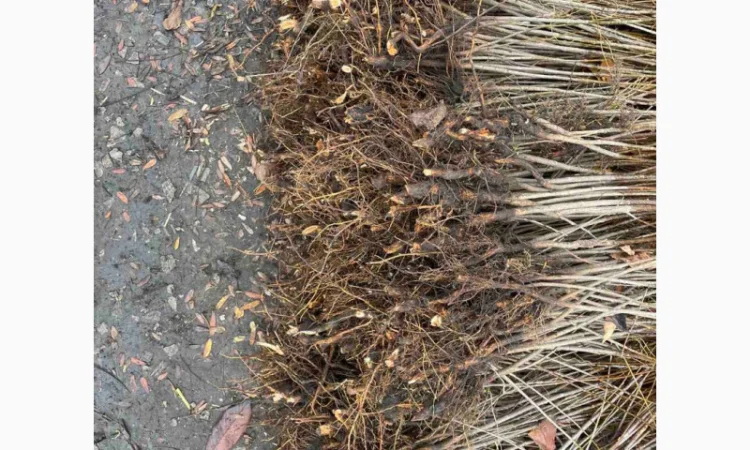 Продается подвой ВСЛ 2 – отправка осень 2025 - фото № 1