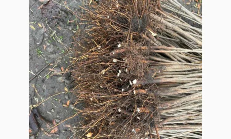 Продается подвой ВСЛ 2 – отправка осень 2025 - фото № 2