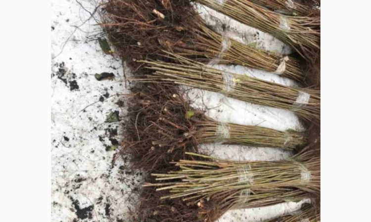 Продается подвой ВСЛ 2 – отправка осень 2025 - фото № 3