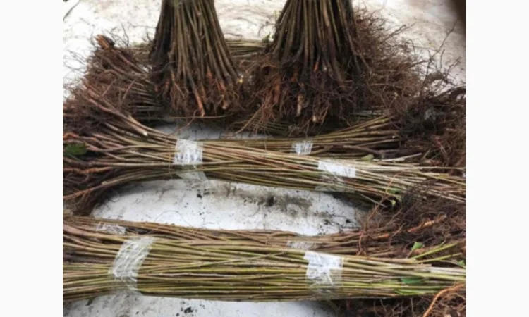 Продается подвой ВСЛ 2 – отправка осень 2025 - фото № 4