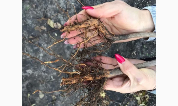 Продается подвой ВСЛ 2 – отправка осень 2025 - фото № 5