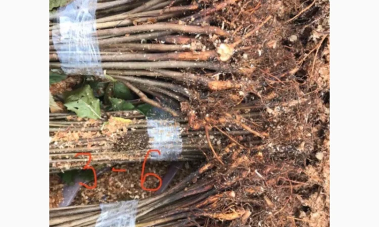 Продается подвой ВСЛ 2 – отправка осень 2025 - фото № 6