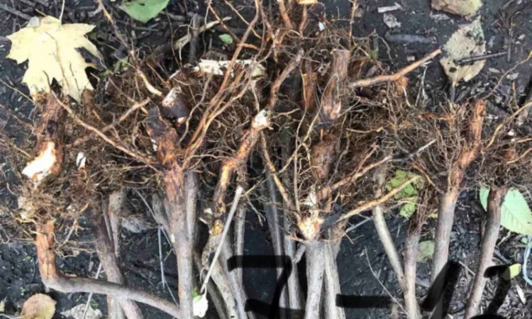 Продается подвой ВСЛ 2 – отправка осень 2025 - фото № 7