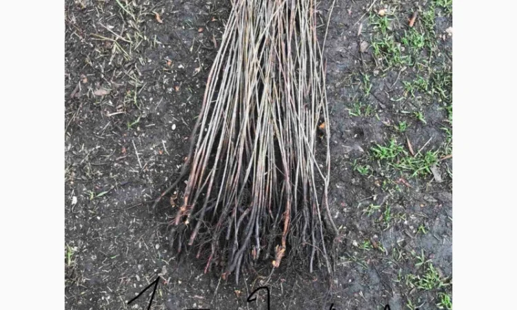 Продается подвой ВСЛ 2 – отправка осень 2025 - фото № 8