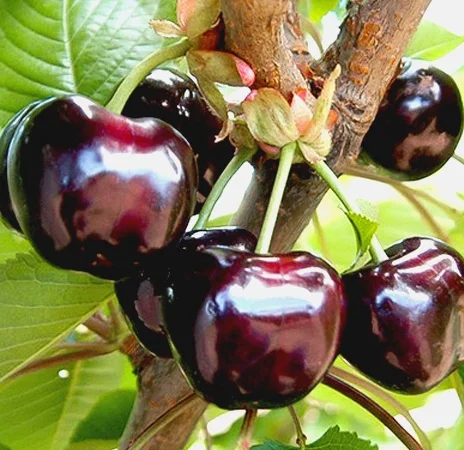 Саженцы черешни Стакатто на продажу - фото № 4