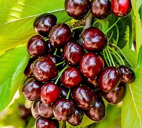 Продаются качественные саженцы черешни Джорджия - фото № 1