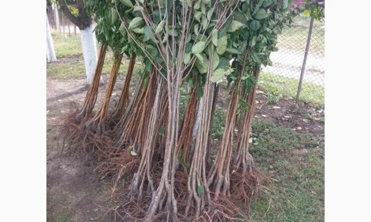 Саженцы черешни оптом в Черновцах - фото № 1